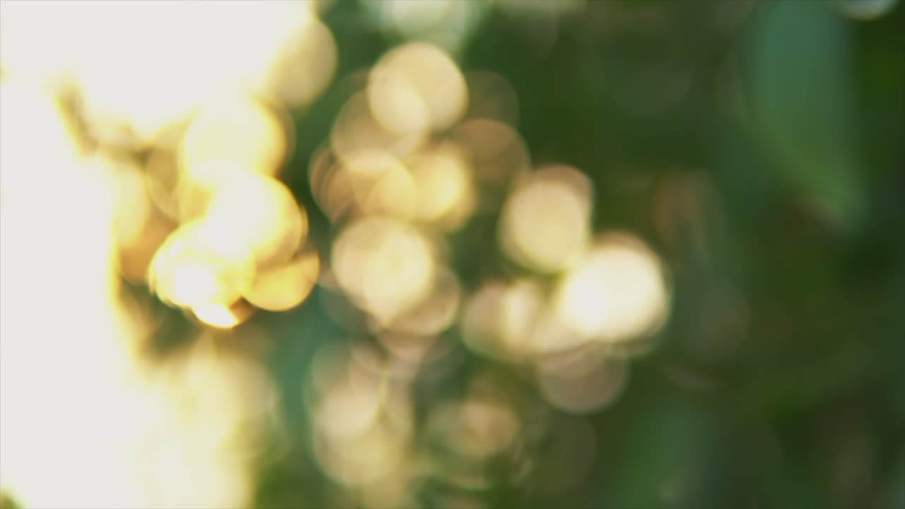 여름에 숲에서 녹색 잎의 자연