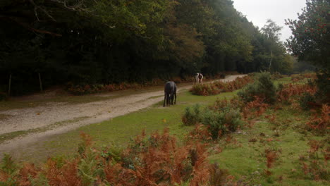 Totale-Aufnahme-Von-Zwei-Neuen-Waldponys,-Die-Einen-Feldweg-Im-Neuen-Wald-Entlanglaufen