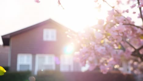 pink flowers blooming in a front yard