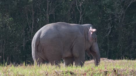 La-Cámara-Se-Aleja-Mientras-Este-Gigante-Se-Alimenta,-Lleva-Comida-A-La-Boca-Con-Su-Trompa,-Elefante-Indio-Elephas-Maximus-Indicus