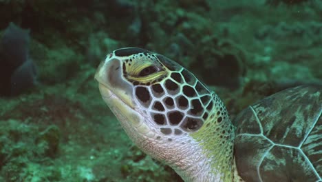 cerca de una cabeza de tortuga marina descansando sobre un arrecife de coral en cozumel, méxico