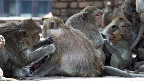 A-group-of-monkey-families-gathering-around-an-ancient-ruin-on-a-hot-afternoon-in-South-East-Asia-tropical-forest