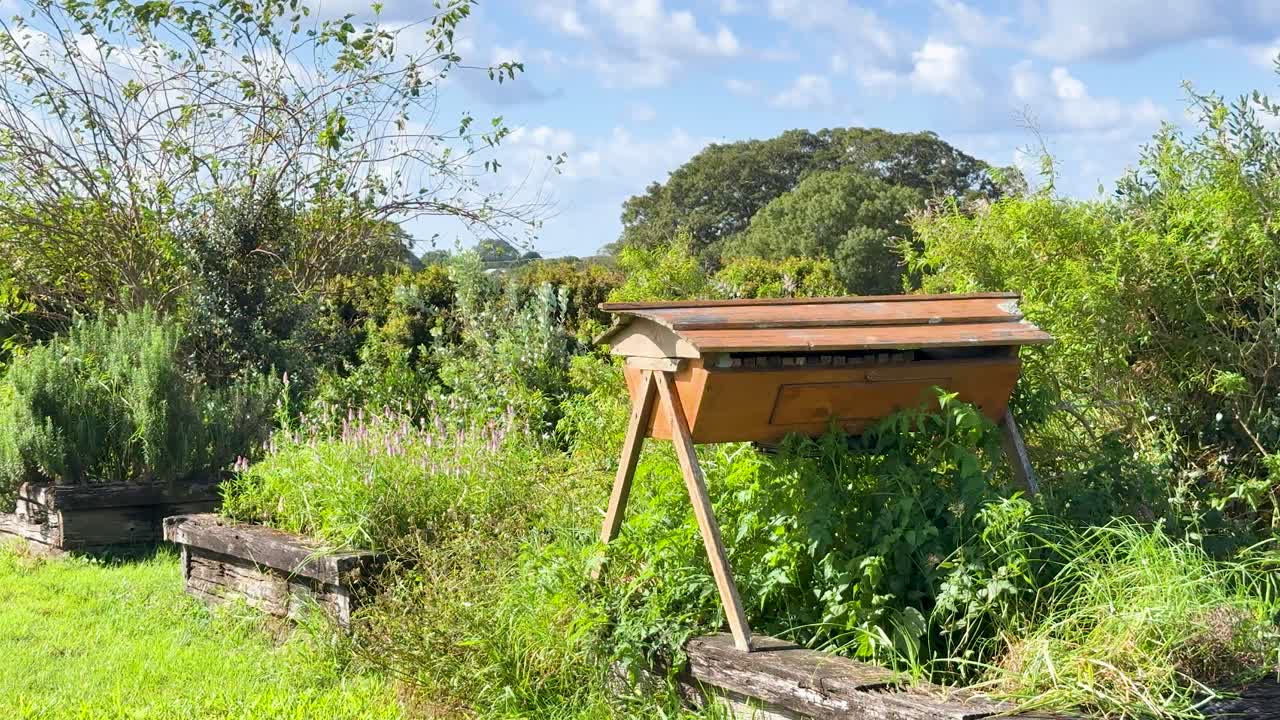 A stationary shot of a wooden beehive surrounded by dense greenery in a sunlit backyard garden, with natural daylight and vibrant plant life