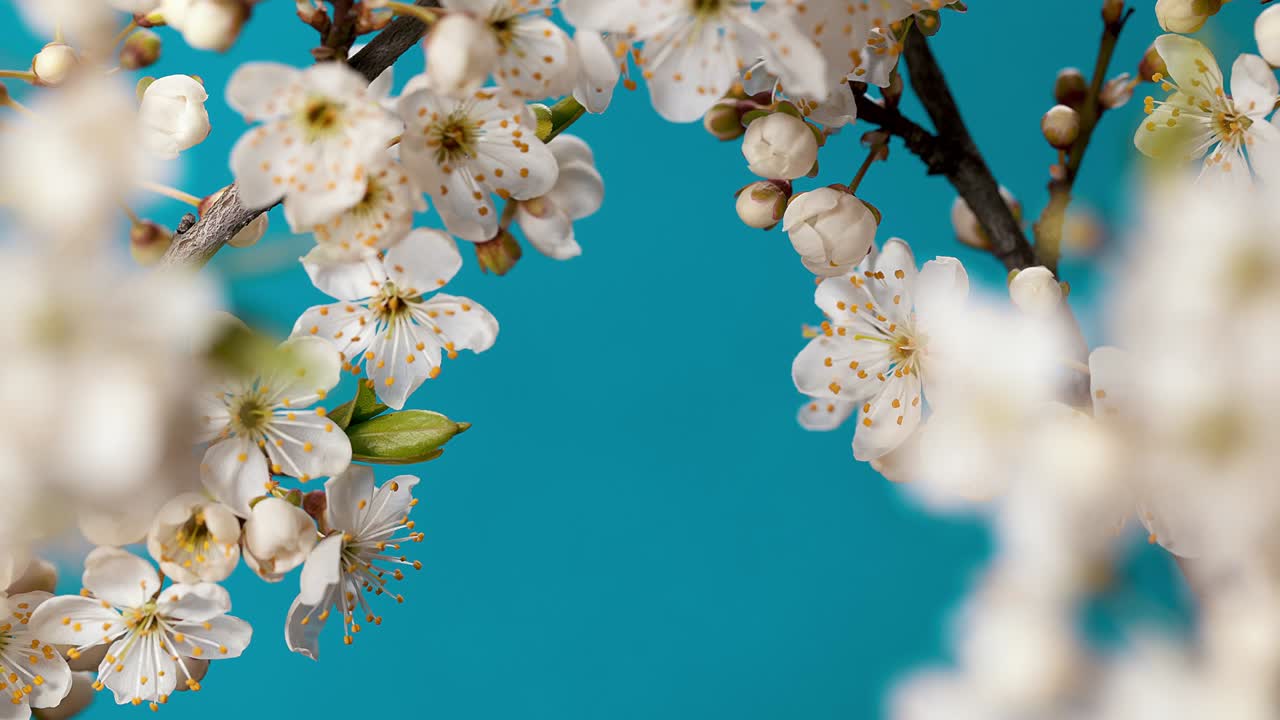 Spring flowers are blooming. Plum Flower blooming against blue background in a time lapse movie. A frame of flowers with an empty space in the middle. Free space for insertion. On a blue background, chromakey. Time-lapse shot of a young spring flower