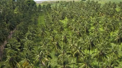 green coconut trees in jamaica with sea in the background