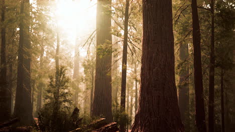 giant sequoias in redwood forest