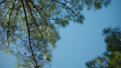 Tiro-Redondo-Perpendicular-Hacia-Arriba-De-Dos-Pinos-Marítimos-Con-Movimientos-Lentos-Y-Un-Cielo-Azul-Claro-Como-Fondo