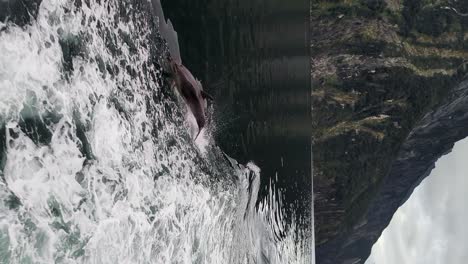 playful dolphin swimming next to the tour boat in new zealand, vertical view