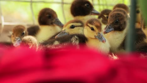 crowded cute ducklings on a cage