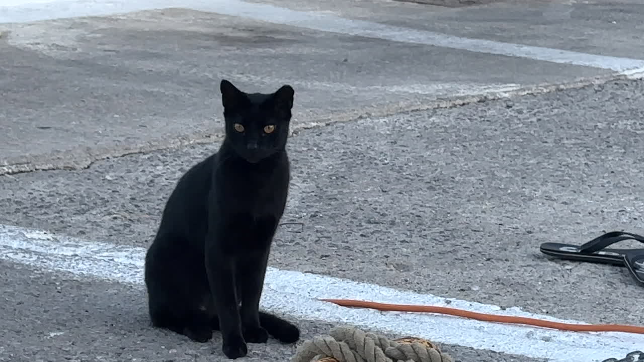 Greece, Astypalea Harbor, beautiful black cat with green eyes sitting by the mooring rope.
