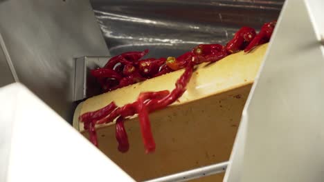 Slow-motion-of-Cayenne-chilli-peper-falling-from-conveyor-belt-machine-in-factory-of-USA