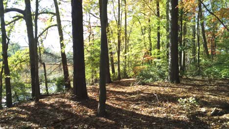 fall walk along a wooded trail