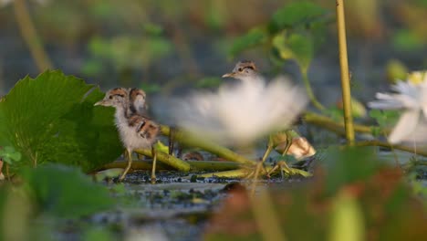 chicks of pheasant tailed jacana hiding herself with leaf