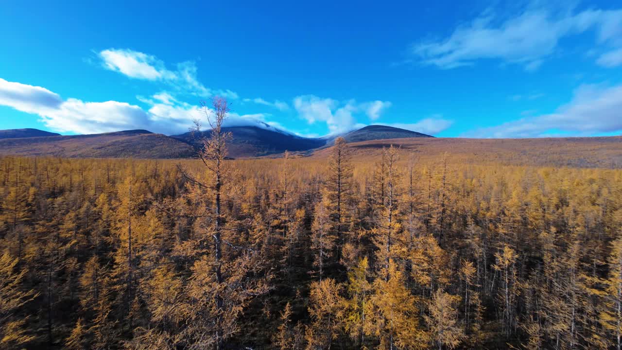 Vista aerea autunnale di una foresta di larici dorati in una regione montuosa