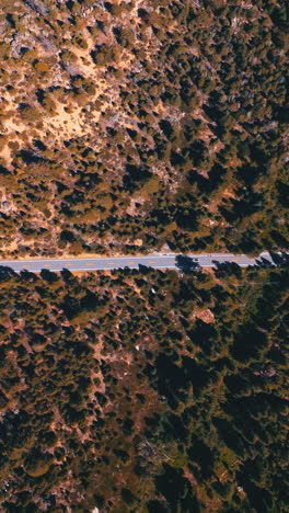 flying over the road in the pine tree wood. freeway with few cars in the forest on sunny daytime. top view. vertical video
