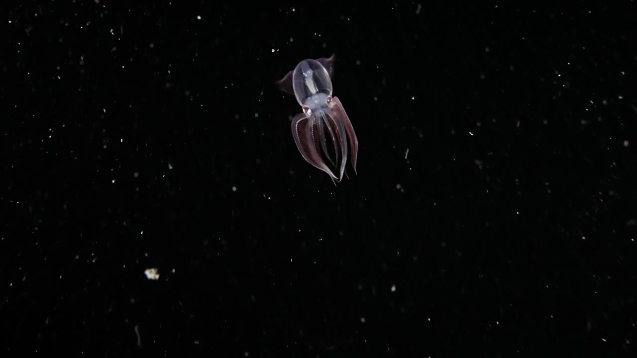 A juvenile Diamond Squid (Thysanoteuthis rhombus) swims away, turns and flashes color, during a blackwater dive in Anilao, Philippines
