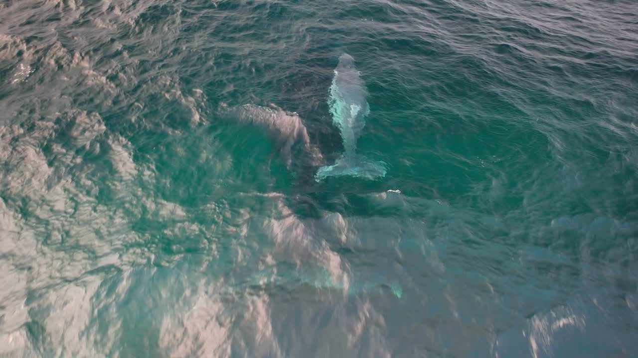 Mother And Baby Humpback Whales In Blue Ocean In NSW, Australia - Drone Shot
