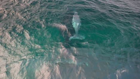 mother and baby humpback whales in blue ocean in nsw, australia - drone shot