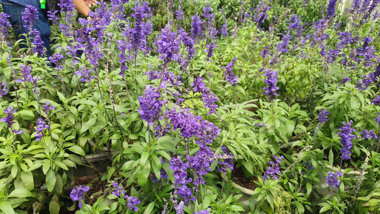 카메론 하이랜드 말레이시아의 아름다운 꽃과 풀