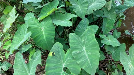 lapso de tiempo de las plantas de hojas grandes que crecen en el suelo
