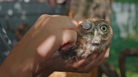 injured baby owl in caring hands