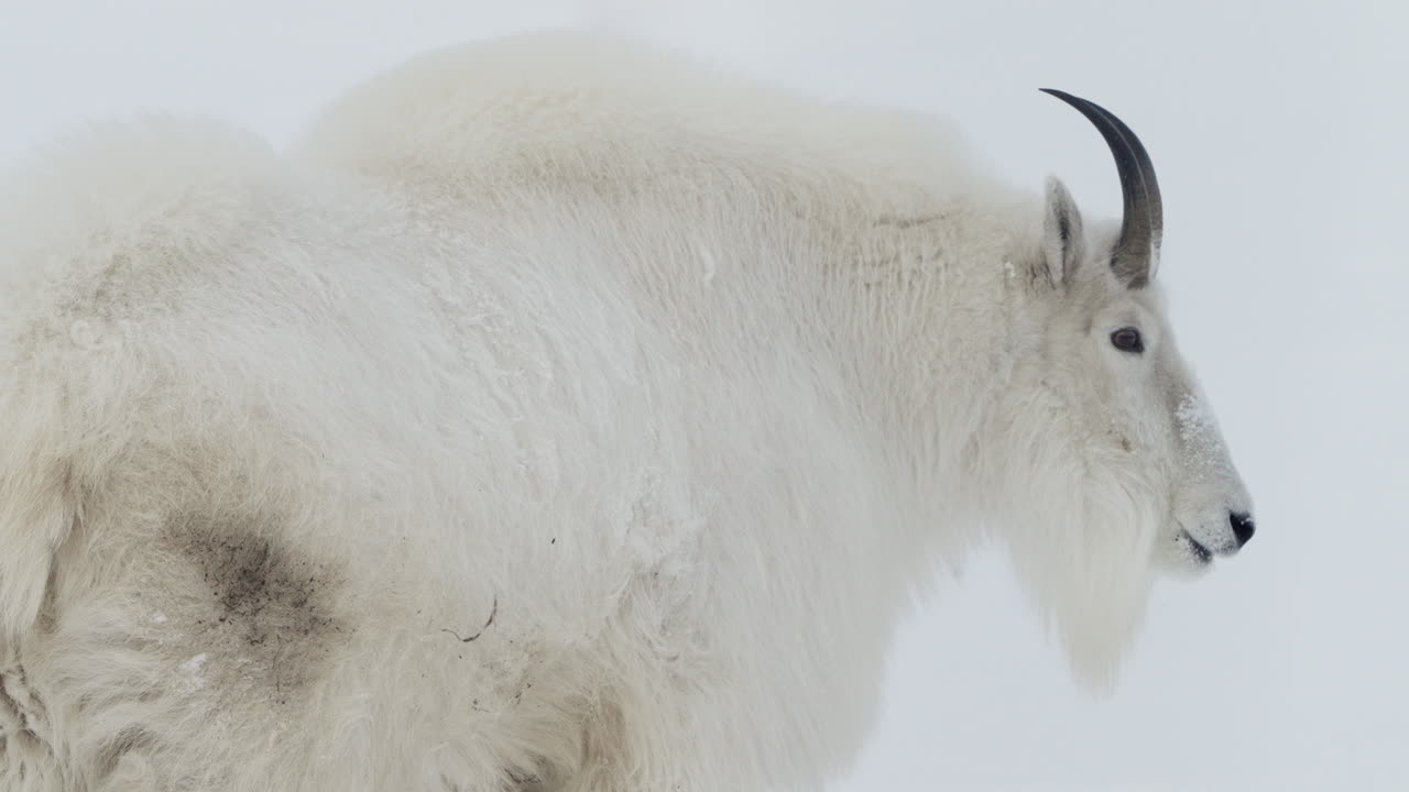 캐나다 의 유콘 의 눈 인 풍경 에서 산 염소 의 면 모습 - 근접