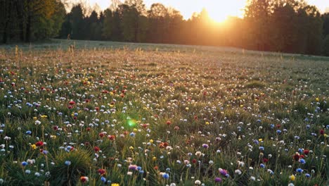 golden sunlight bathing verdant meadow, wildflowers swaying gently with vibrant blossoms spreading across lush landscape during peaceful springtime morning