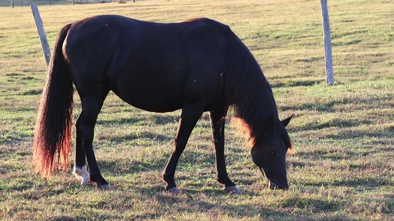 Un cheval marron se nourrissant d’herbe dans un champ du Kentucky au coucher du soleil