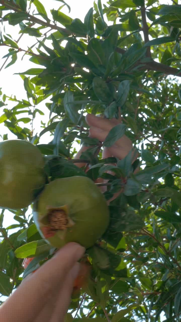 árbol de granada con frutos verdes