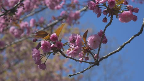 Ramas-De-Flor-De-Cerezo-Rosa-Colgando-De-Un-árbol-Que-Sopla-En-El-Viento-Durante-Un-Hermoso-Día-Azul-Brillante-En-Vancouver-Bc-Medio-Apretado-Mirando-Hacia-Arriba-órbita-Estabilizada