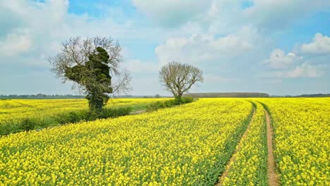 Increíble-Vista-Aérea-De-Un-Campo-De-Colza-Amarilla-En-Plena-Floración-En-Un-Hermoso-Día-En-Lincolnshire