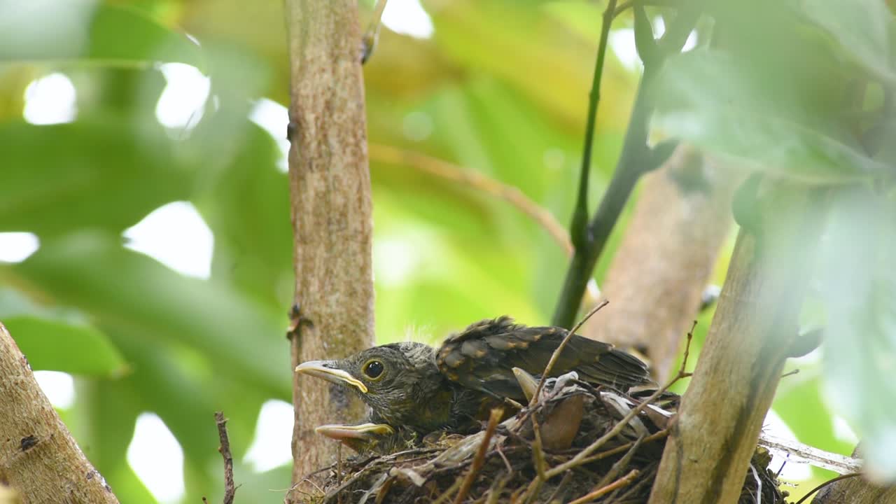 el polluelo de la trucha de vientre rufiano agita sus alas en su nido y aprende a volar.