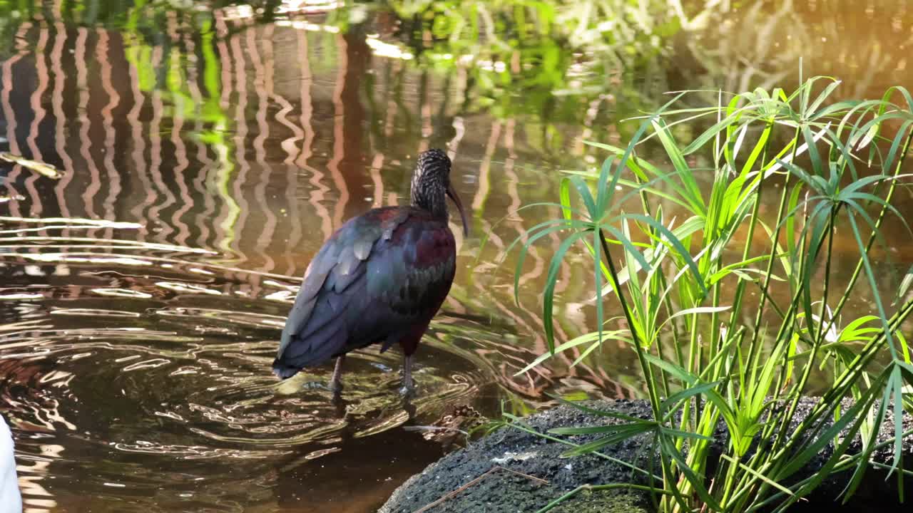 ibis brillante vadeando en el agua en el zoológico