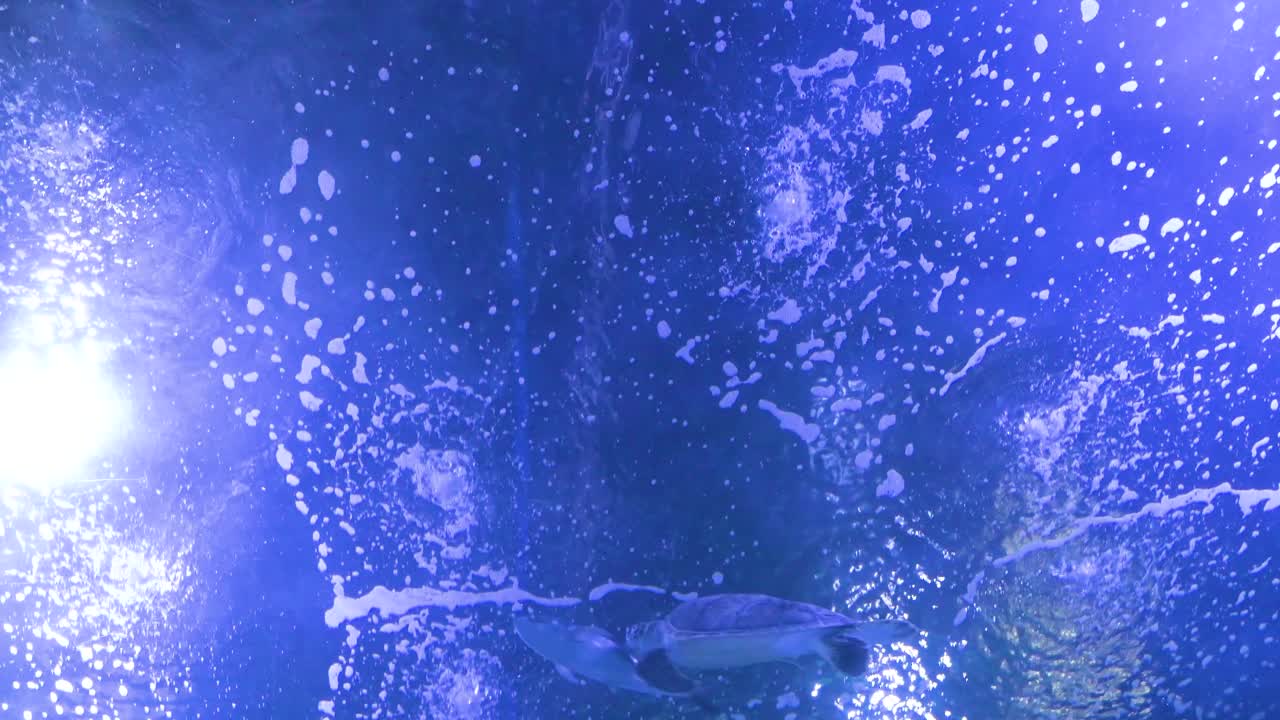 Tilt-down underwater view showcasing various marine fish in the Oceanografic's marine tunnel gallery, located within Valencia's City of Arts and Sciences in Spain.