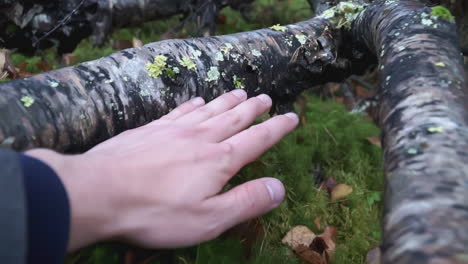 hand touching moss and fallen leaves on a forest floor