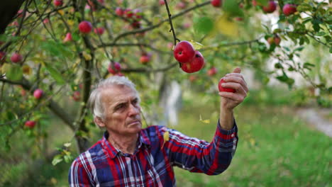 adult farmer collects red ripe apples from lower branches of a tree. man puts the picked fruit into the box carefully. blurred backdrop.