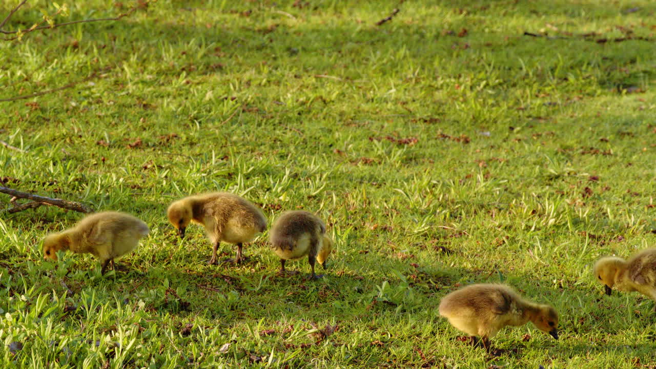 Geese hatchlings' tiny triumphs caught in cinematic slow motion.