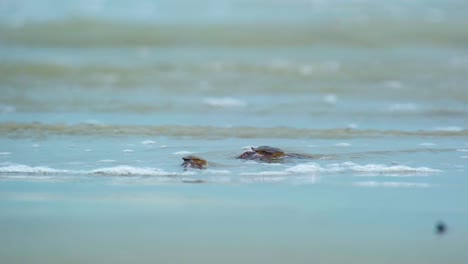 Krabbe-Läuft-Auf-Meeressand-Am-Rande-Des-Strandes-Von-Kuakata,-Bangladesch