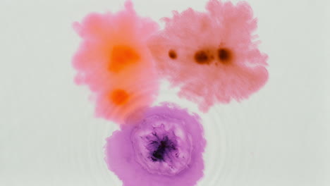 disparo aéreo de gotas de pintura o tinte púrpura caídas en el agua contra un fondo blanco para crear un patrón de colores giratorios