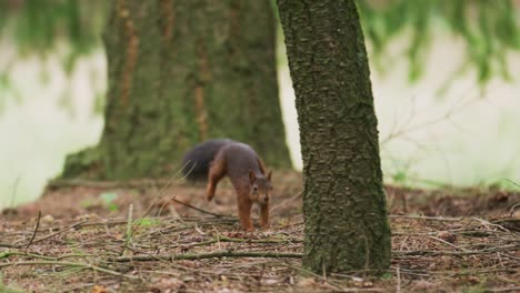 ardilla en un bosque
