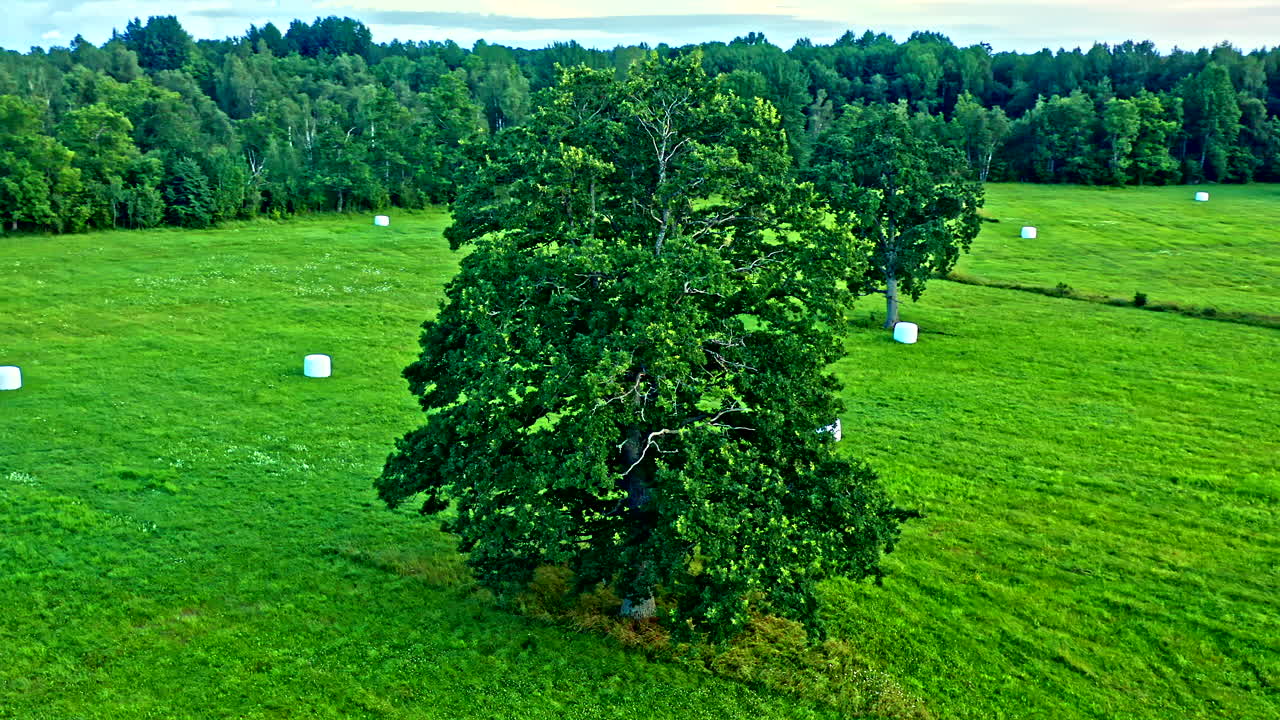 High quality aerial view of green field agricultural farm with tall tree and bales of straw - Truck shot and panning shot