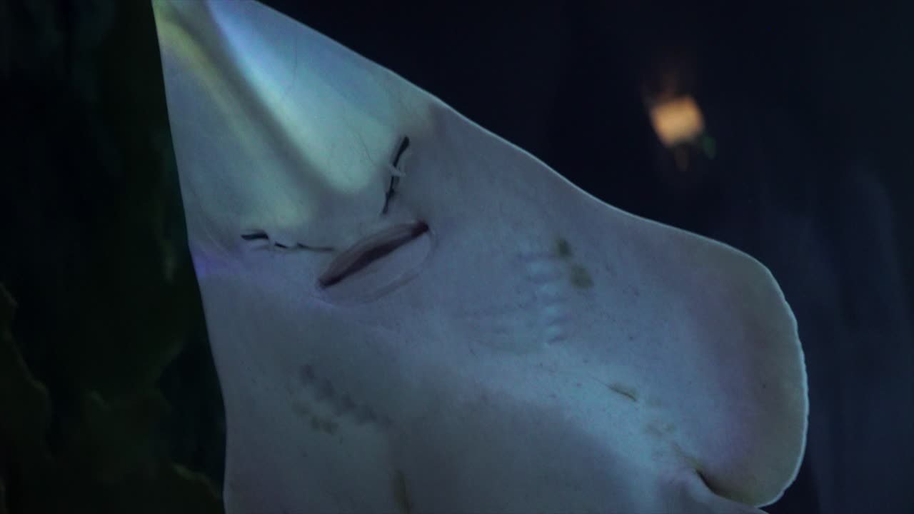 Close-up view of a Shovelnose Ray swimming in a dark aquarium