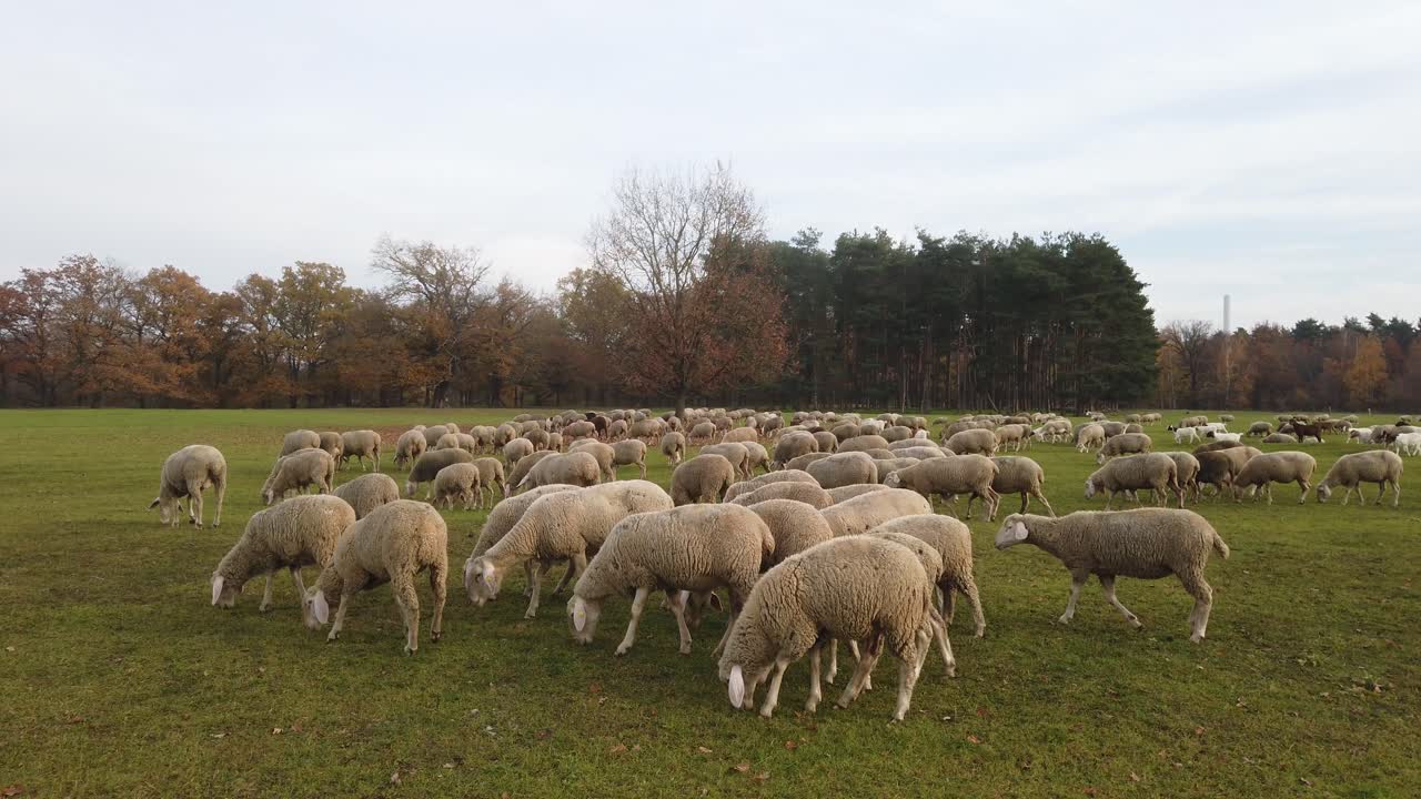 rebaño de ovejas de pie en un prado verde con árboles en el fondo