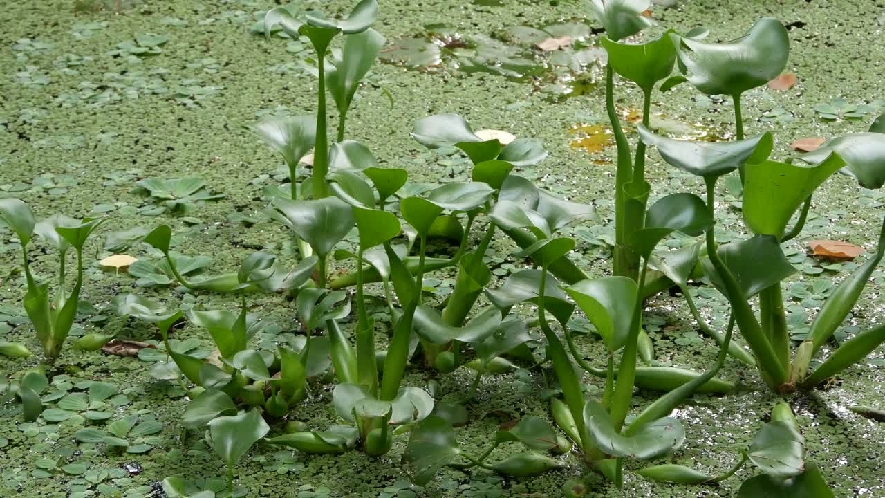 수영장의 부레옥잠