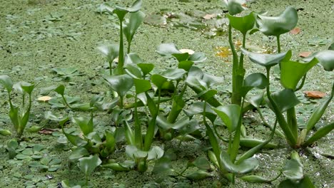 water hyacinth in a pool