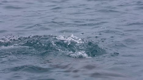 Antarctic-Fur-Seal-Swimming-and-Diving-in-Ocean-Near-Coast-of-Antarctica,-Slow-Motion