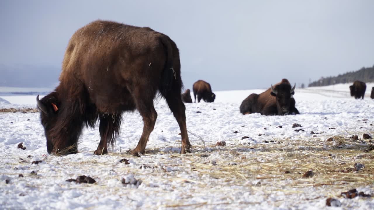 búfalo de bisonte peludo con etiqueta de oreja camina en invierno cubierto de nieve mtn paddock
