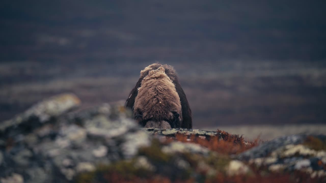 View Of A Feeding Musk Ox Bull In Autumn Tundra Of Dovrefjell In Norway - wide