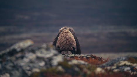 Vista-De-Un-Toro-De-Buey-Almizclero-De-Alimentación-En-La-Tundra-Otoñal-De-Dovrefjell-En-Noruega---Amplia