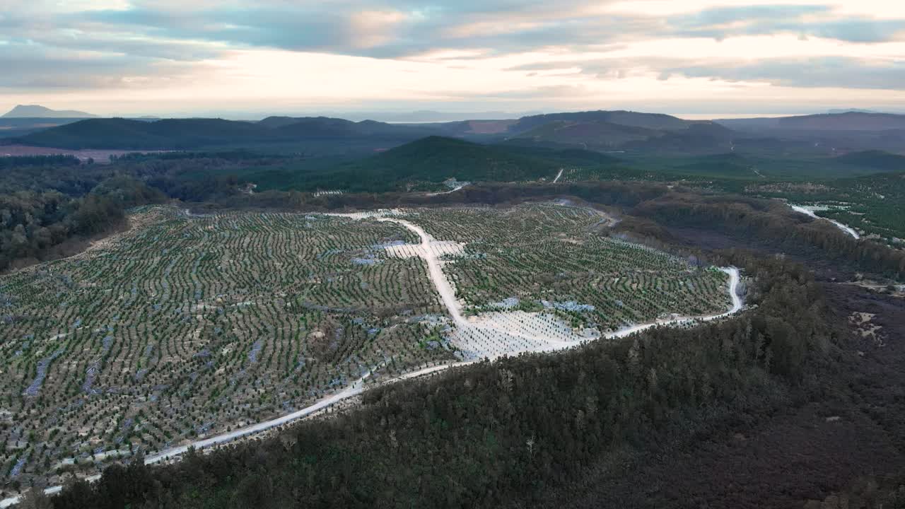 완전히 자란 나무들로 둘러싸인 녹색 농장 숲 위를 비행하는 공중 드론